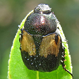 Popillia species